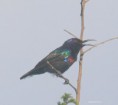 /album/photogallery/splendid-sunbird-2-jpg/